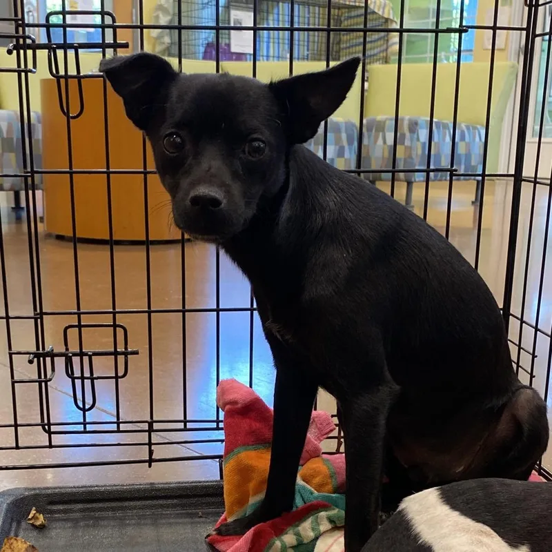 An adult small-sized male Black Chihuahua dog named Porthos for adoption in Lynchburg, VA