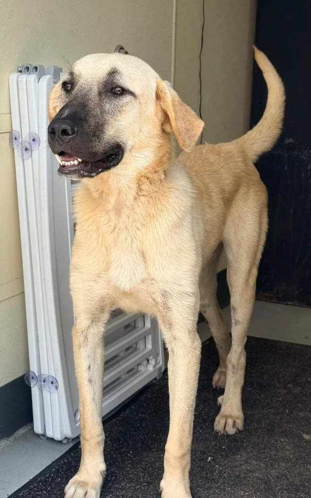 A young extra large-sized male Anatolian Shepherd dog named Huckleberry for adoption in North Vernon, IN