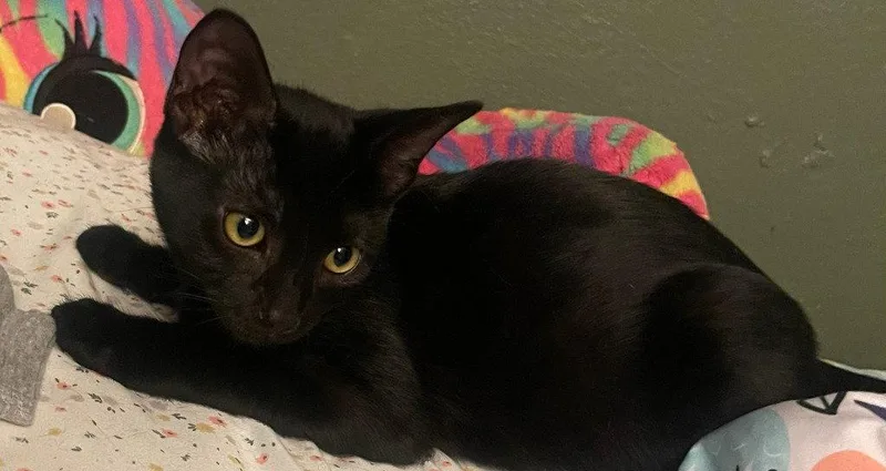 A baby medium-sized male Domestic Short Hair cat named Timmy for adoption in St. Helens, OR