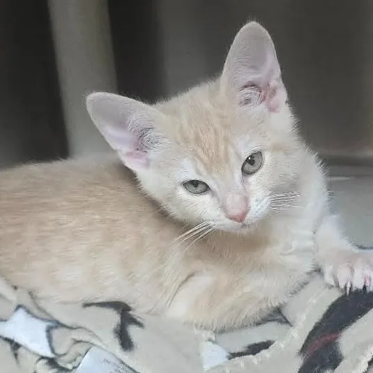 A baby medium-sized male Tabby (Buff / Tan / Fawn) Domestic Short Hair cat named Cole for adoption in Orange, VA