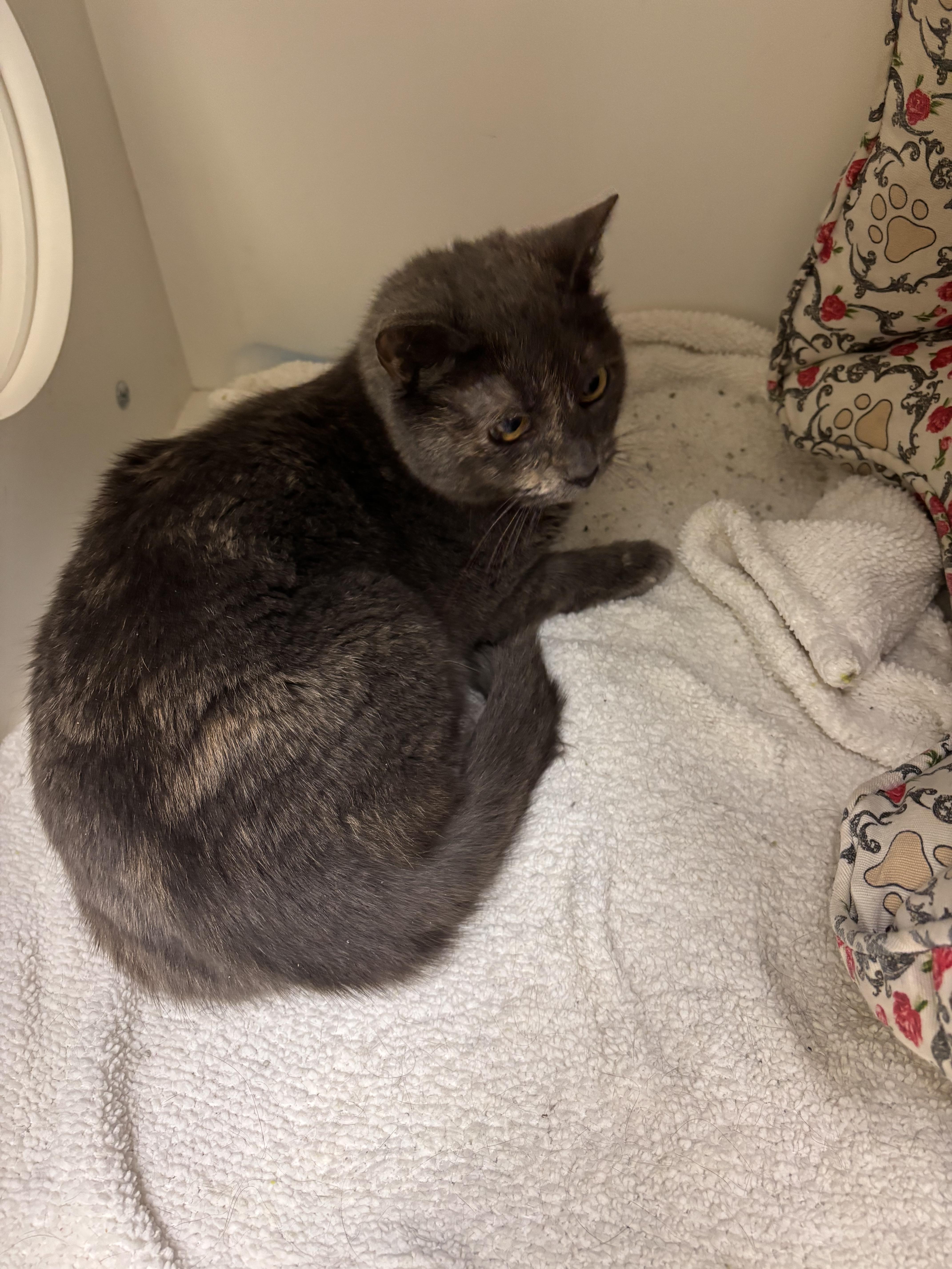 An adult medium-sized female Domestic Short Hair cat named Blue for adoption in Terryville, CT