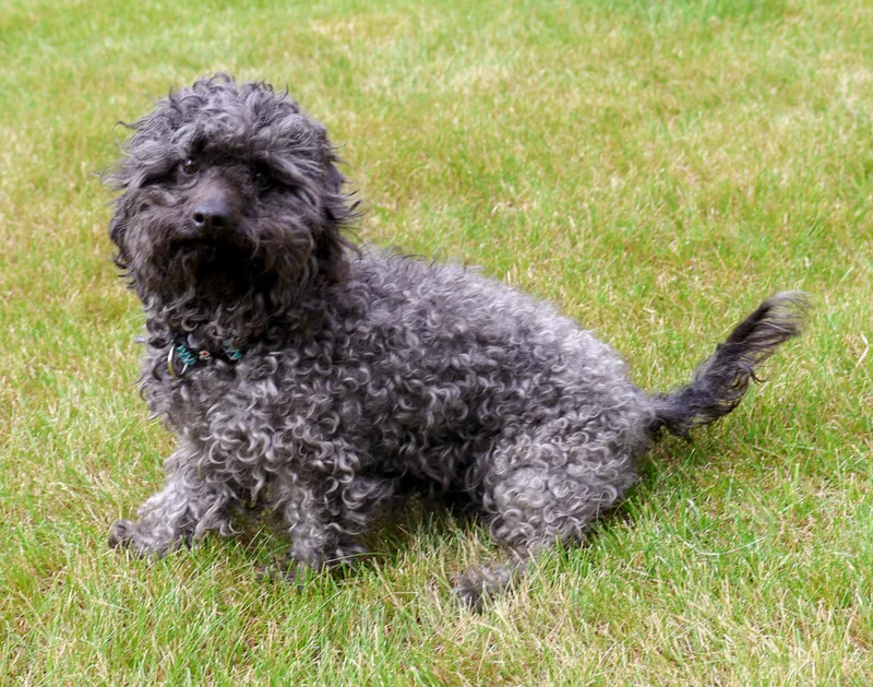 An adult small-sized female Gray / Blue / Silver Poodle (Toy) dog named PhilomenaSingle Pet Home for adoption in Anchorage, AK