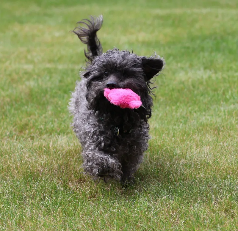 PhilomenaSingle Pet Home thumbnail 5