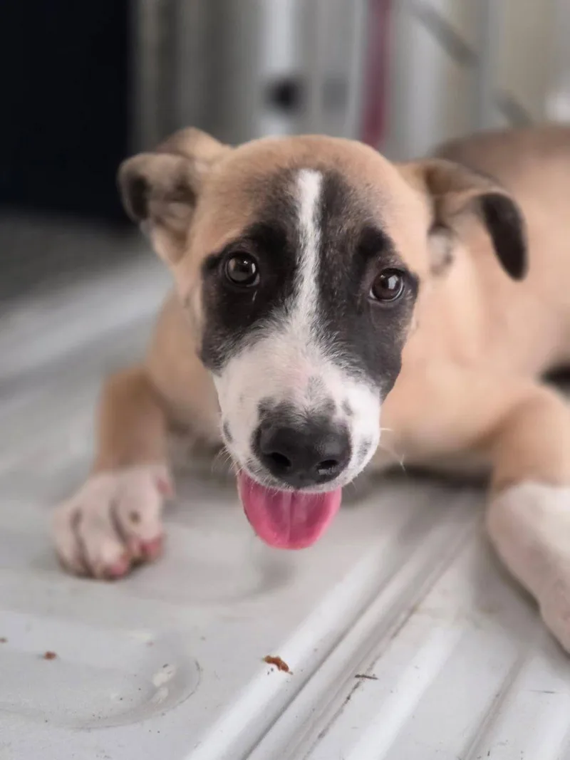 A baby small-sized female Yellow / Tan / Blond / Fawn Mixed Breed dog named Glamour for adoption in Raleigh, NC