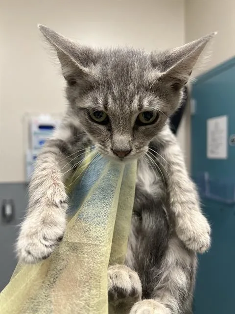 A baby small-sized male Domestic Short Hair cat named A for adoption in Las Vegas, NV