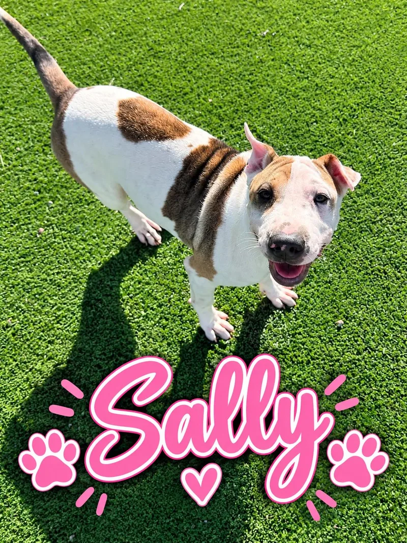 A young medium-sized female Shar-Pei dog named Sally for adoption in Truth or Consequences , NM