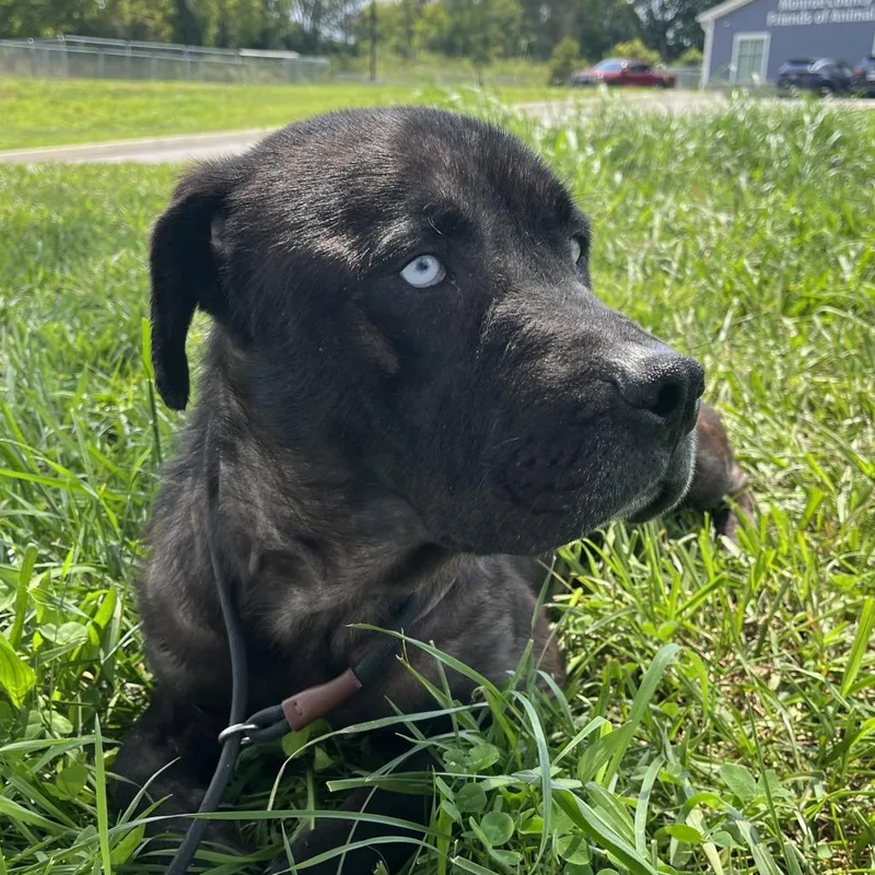 An adult medium-sized male Black Pit Bull Terrier dog named Odin for adoption in Madisonville, TN