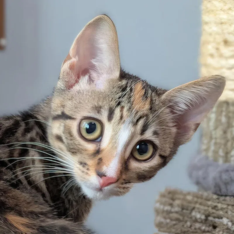 A baby medium-sized female Tabby (Brown / Chocolate) Domestic Short Hair cat named Mila for adoption in Irvine, CA