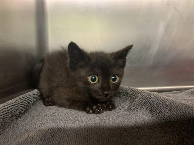 A baby small-sized female Domestic Short Hair cat named Auxana for adoption in Grand Prairie, TX
