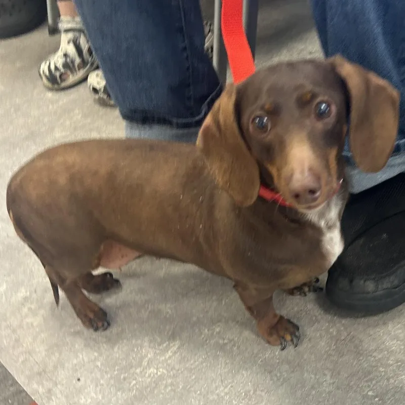 An adult small-sized female Brown / Chocolate Dachshund dog named Bella Fella for adoption in Philadelphia, PA