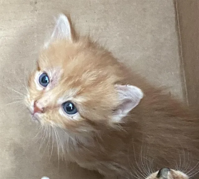 A baby medium-sized female Domestic Short Hair cat named Mandarin for adoption in Dallas, TX