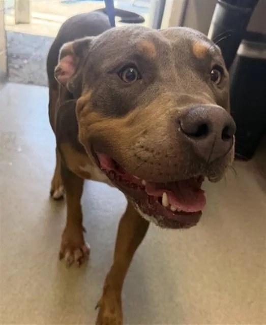 An adult large-sized male Pit Bull Terrier dog named Peanut for adoption in San Bernardino, CA