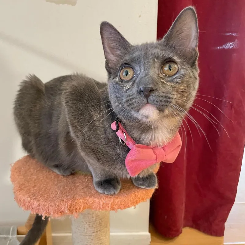 A young medium-sized female Tortoiseshell Domestic Short Hair cat named Sylvie for adoption in Howard beach, NY