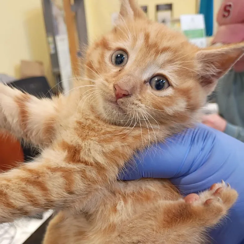 A baby small-sized male Orange / Red Domestic Short Hair cat named Hunter for adoption in Lynchburg, VA