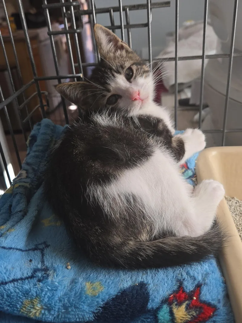 A baby small-sized male Tabby (Brown / Chocolate) Domestic Short Hair cat named Paul for adoption in Orange, CA