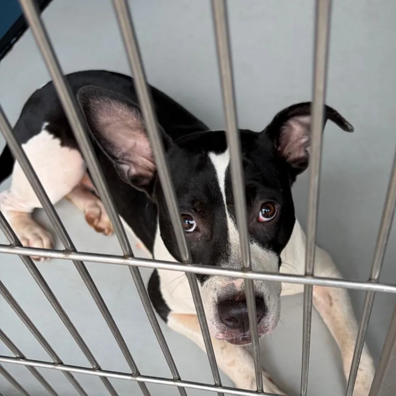 An adult medium-sized female Black Mixed Breed dog named Nena for adoption in Greenville, SC