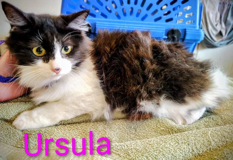 A young large-sized female Domestic Long Hair cat named Ursula for adoption in Mena, AR