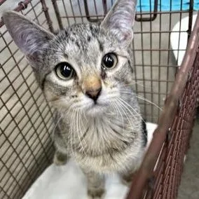 A young medium-sized female Brown / Chocolate Domestic Short Hair cat named Mi for adoption in Rapid City, SD