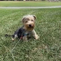 A young small-sized male Yorkshire Terrier dog named Marlow for adoption in Orlando, FL