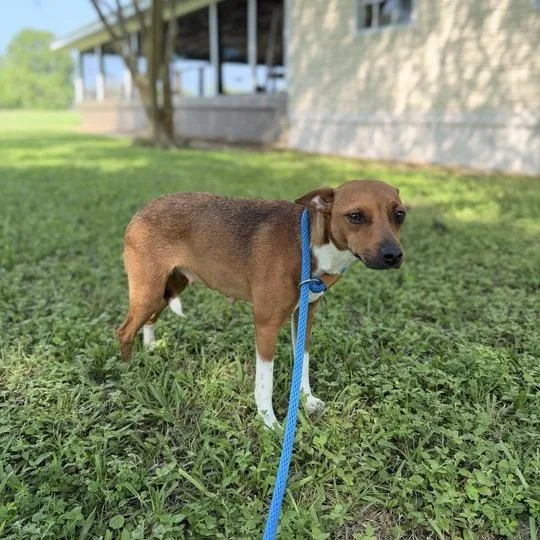 An adult small-sized female Brown / Chocolate Terrier dog named Sandy Cheeks for adoption in Carencro, LA