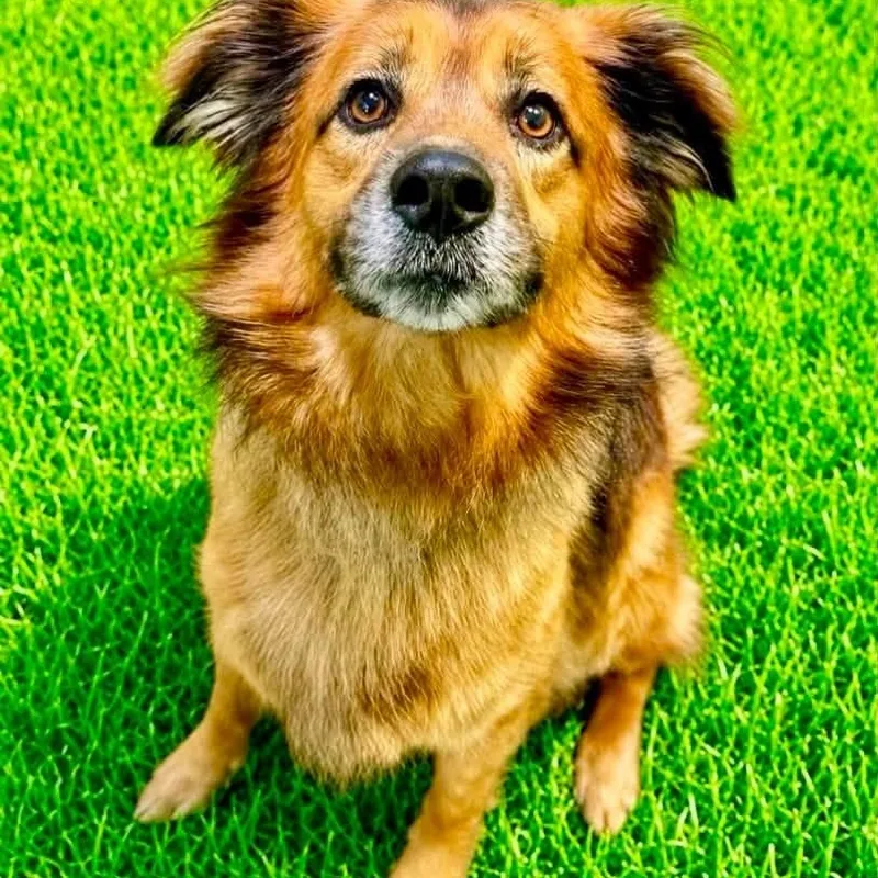 An adult medium-sized male Australian Shepherd dog named Kj for adoption in Battle Creek, MI