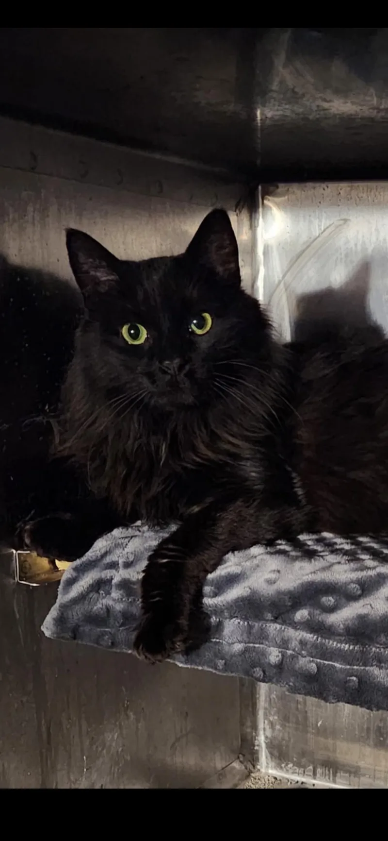 A young medium-sized female Black Domestic Long Hair cat named Belladonna for adoption in Wheaton, IL