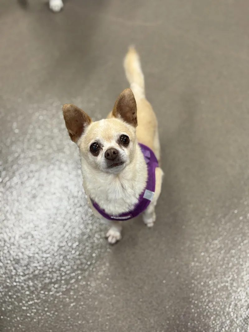 A senior small-sized female Apricot / Beige Chihuahua dog named Ramen for adoption in Mount Juliet, TN