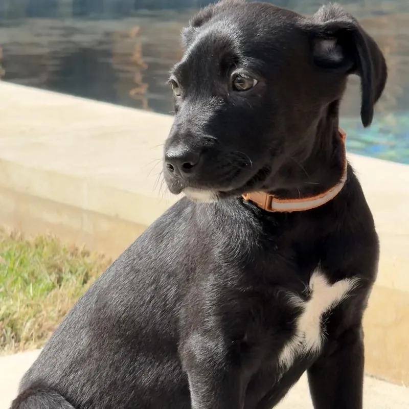 A baby small-sized male Black Terrier dog named Loki for adoption in Boerne, TX
