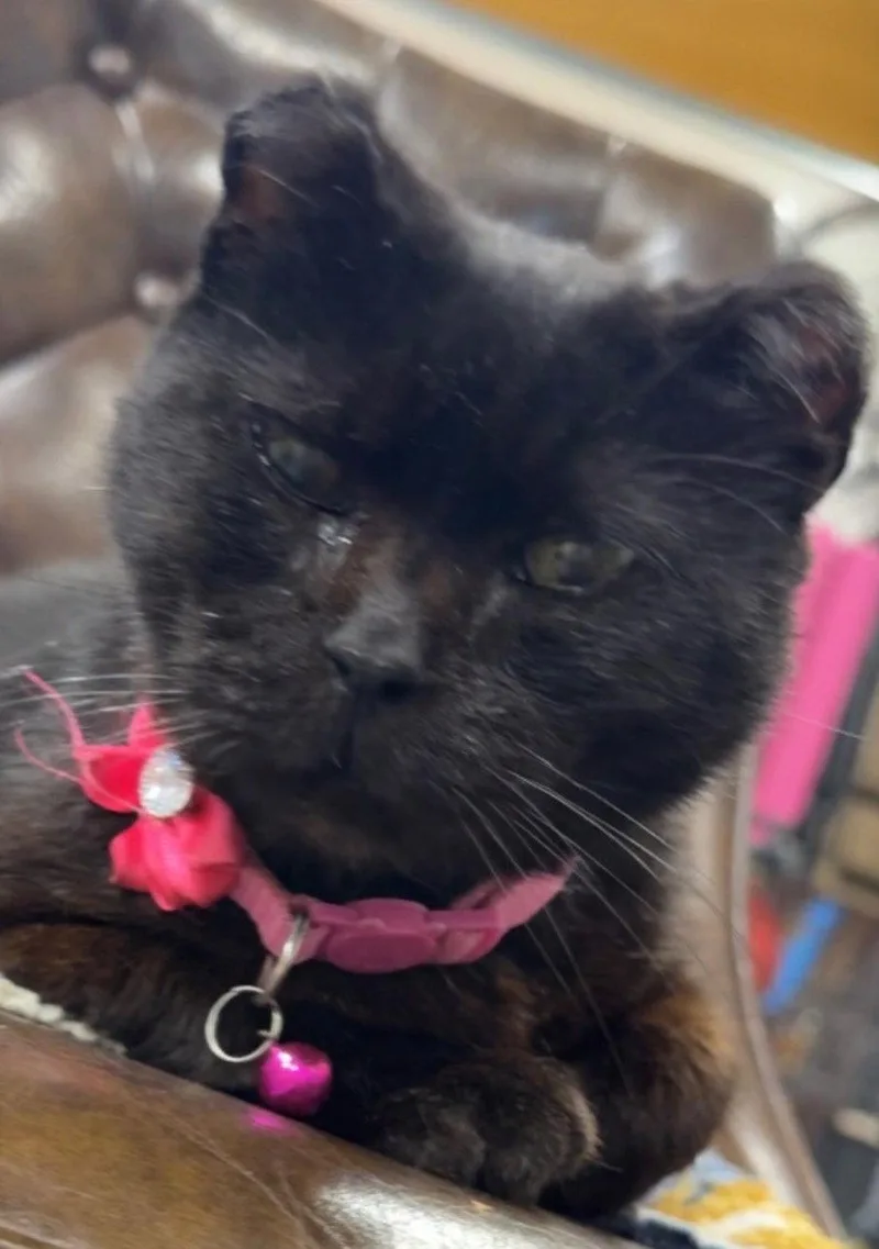 A young medium-sized female Black Domestic Short Hair cat named Amanda for adoption in Williamsburg, IA