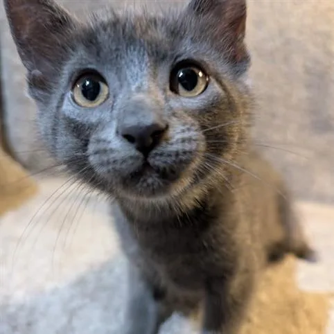 A baby small-sized male Gray / Blue / Silver Domestic Short Hair cat named Smudge for adoption in Madison, WI