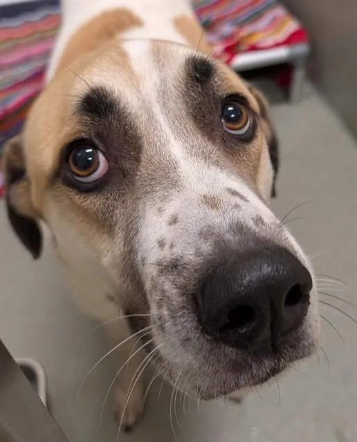 Roscoe