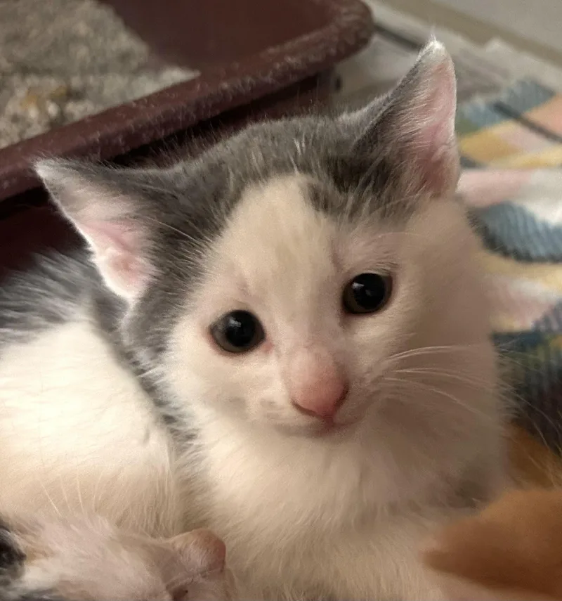 Ocean Spray thumbnail 3