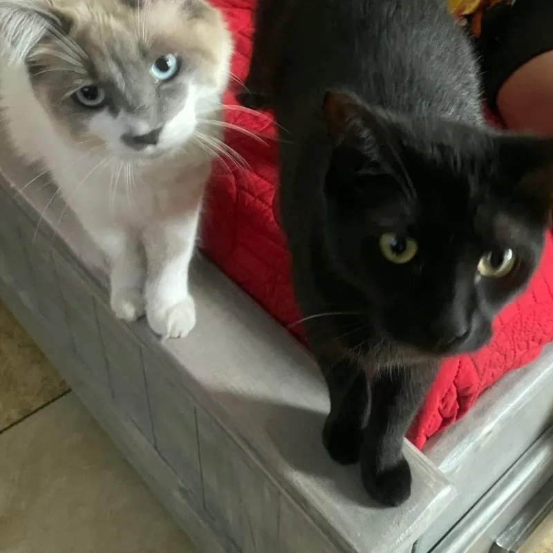 An adult medium-sized male Blue Cream Siamese cat named PonPonand ChocoBonded Pair for adoption in Orange, CA