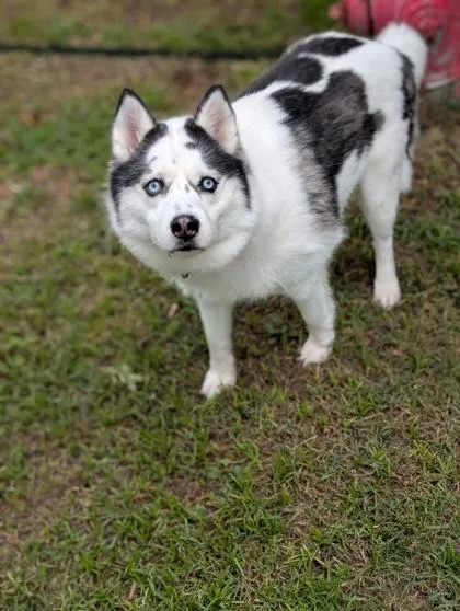 An adult medium-sized female Husky dog named Olive for adoption in Mansfield, TX
