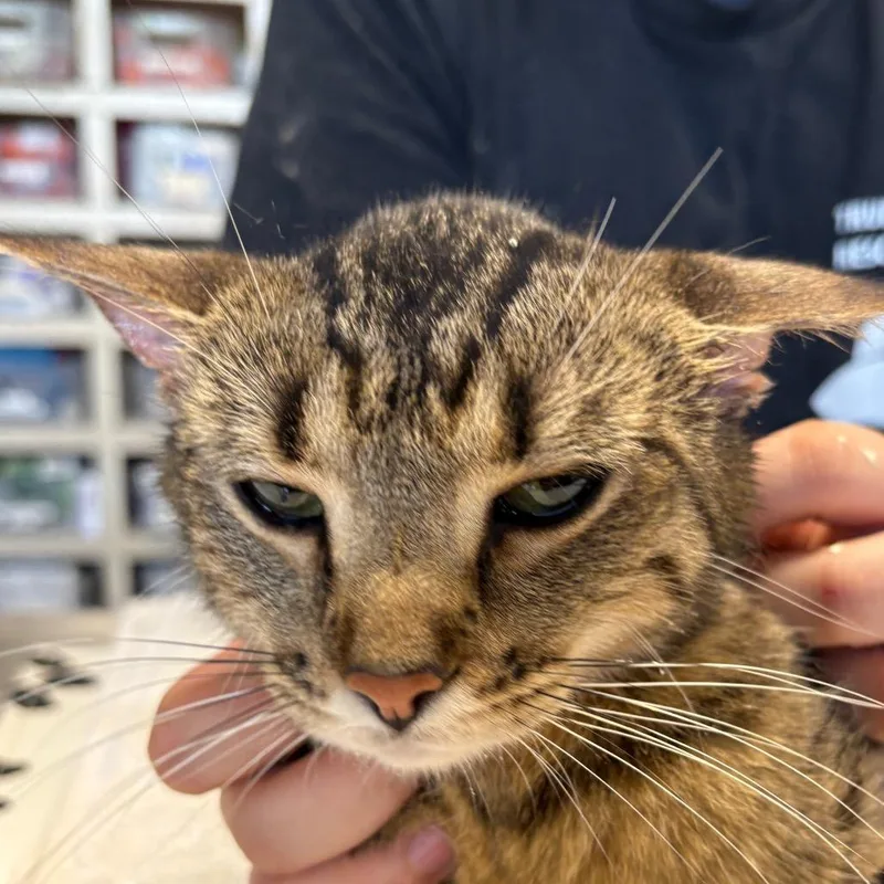 An adult medium-sized female Brown / Chocolate Domestic Short Hair cat named Mama Arbor for adoption in Mount Juliet, TN