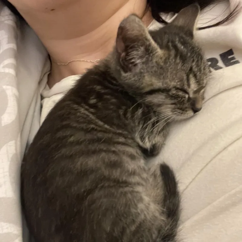 A baby small-sized female Brown / Chocolate Domestic Short Hair cat named Begonia for adoption in Austin, TX