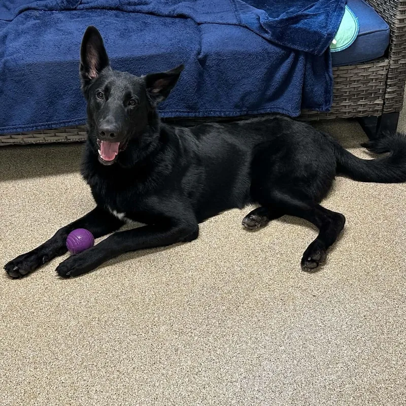 A young large-sized male Black German Shepherd Dog dog named Rex for adoption in Sunderland, MD