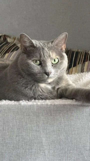 Lacey
