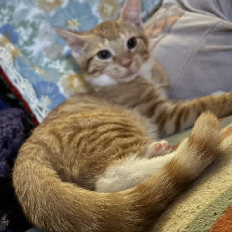 A baby medium-sized male Tabby (Orange / Red) Domestic Short Hair cat named Timothy for adoption in Cranford, NJ