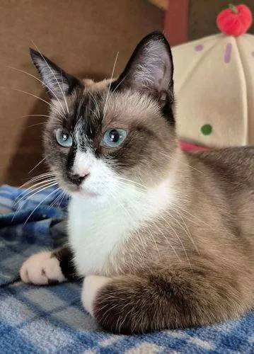 Catpuccino