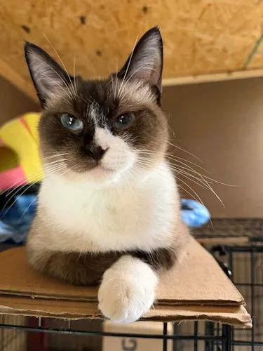 Catpuccino thumbnail 2