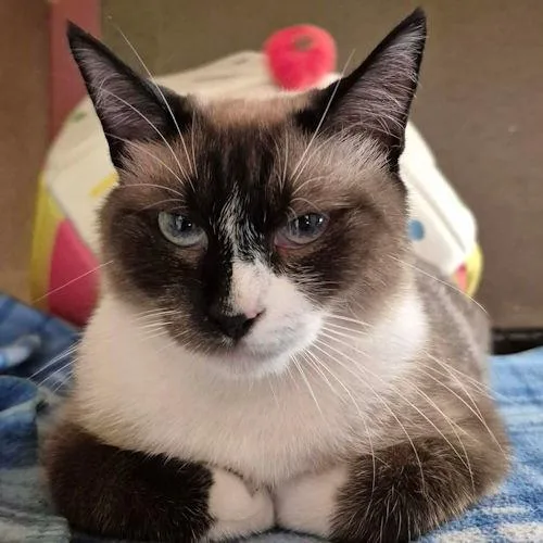 Catpuccino thumbnail 3
