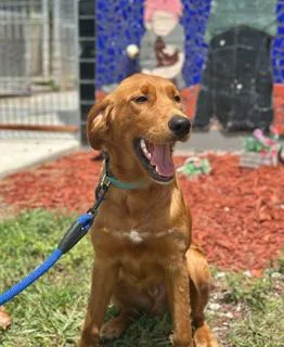 A young large-sized male Irish Setter dog named Flamingo for adoption in Miami, FL