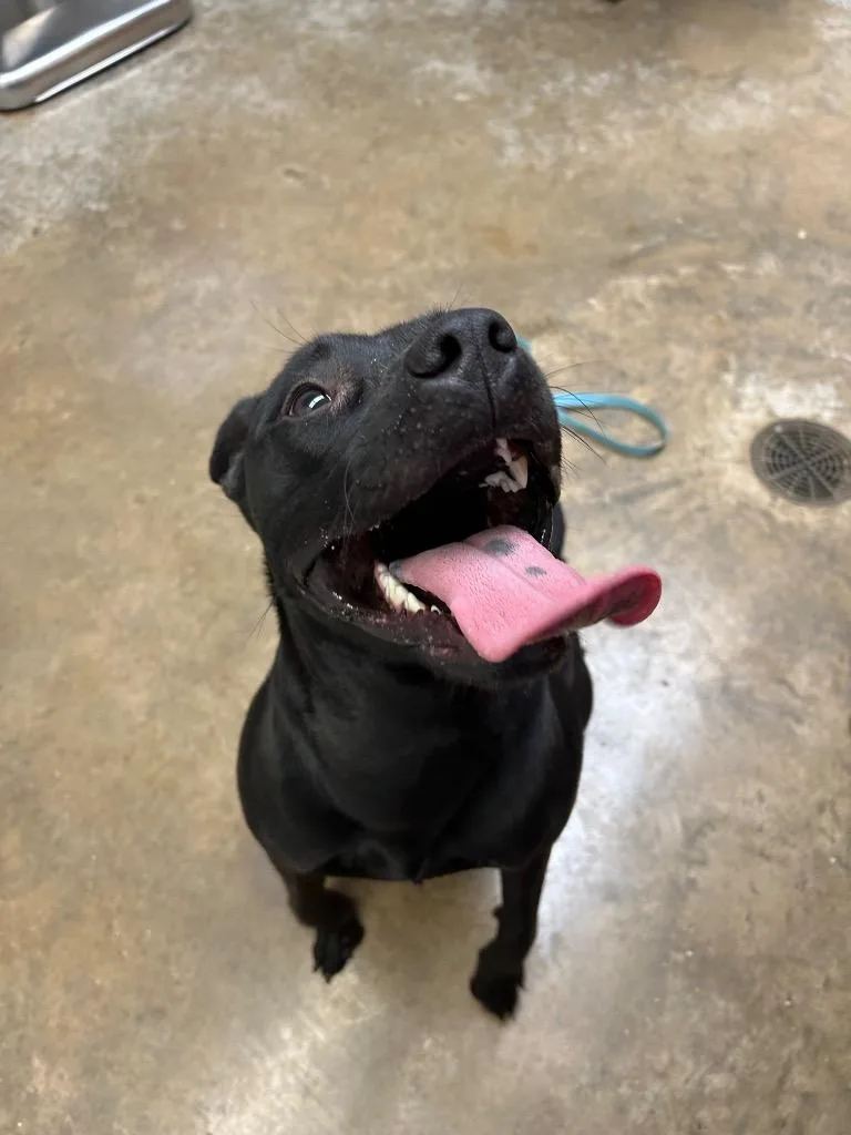 A young large-sized female Pit Bull Terrier dog named Maggie for adoption in Lockhart, TX