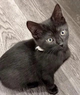 A baby medium-sized male Black Domestic Short Hair cat named Snoopy W for adoption in North Highlands, CA