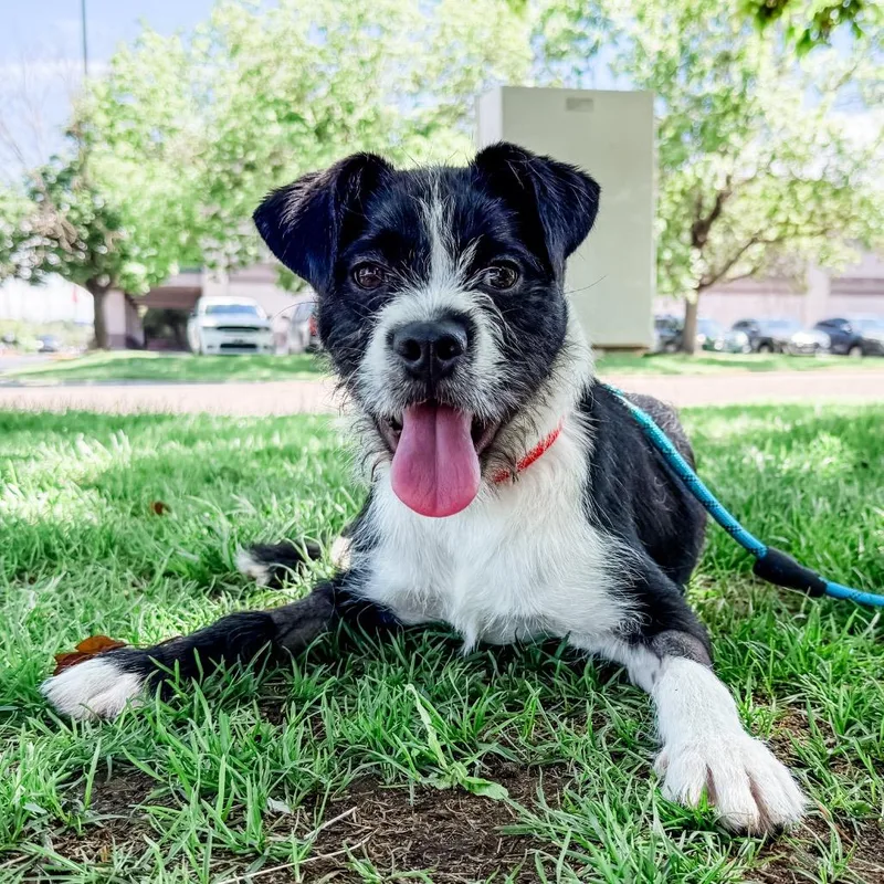 A baby medium-sized female Black Terrier dog named Bluebell for adoption in Parker, CO