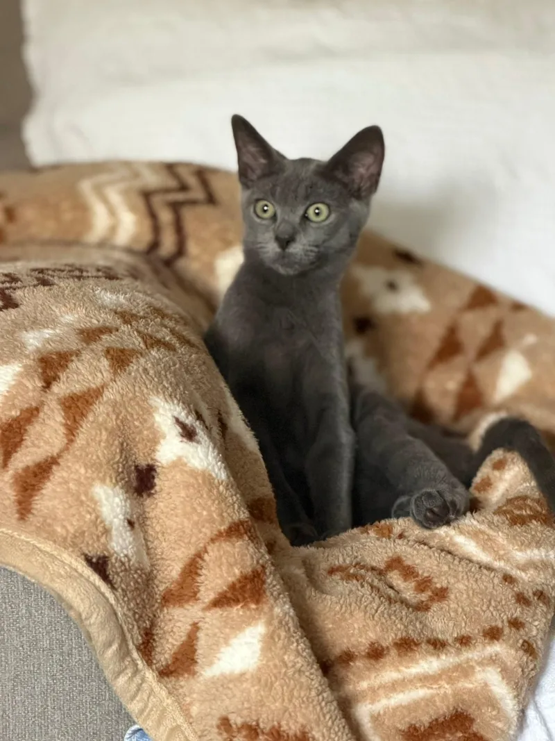 A young medium-sized male Gray / Blue / Silver Domestic Short Hair cat named Grant for adoption in Jacksonville, FL