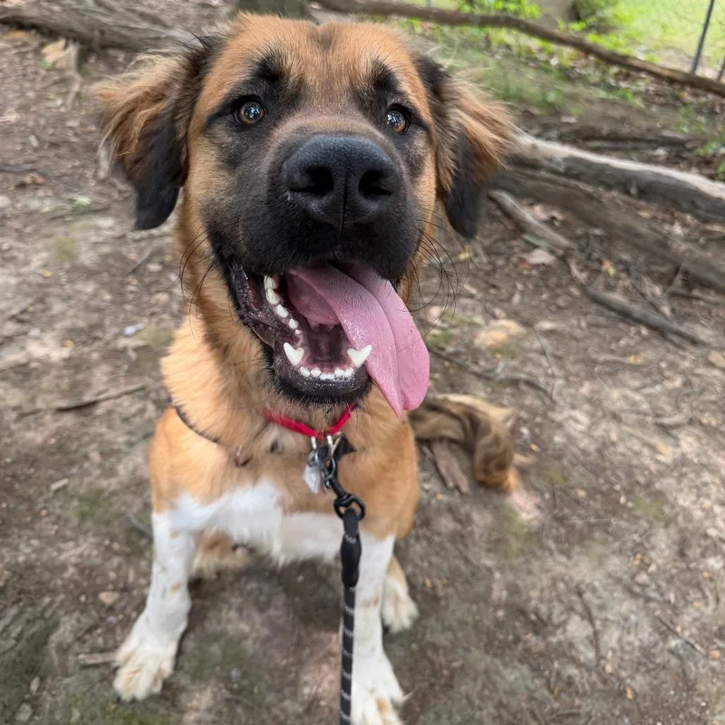 A young large-sized male Yellow / Tan / Blond / Fawn Great Pyrenees dog named Titan for adoption in Falls Church, VA