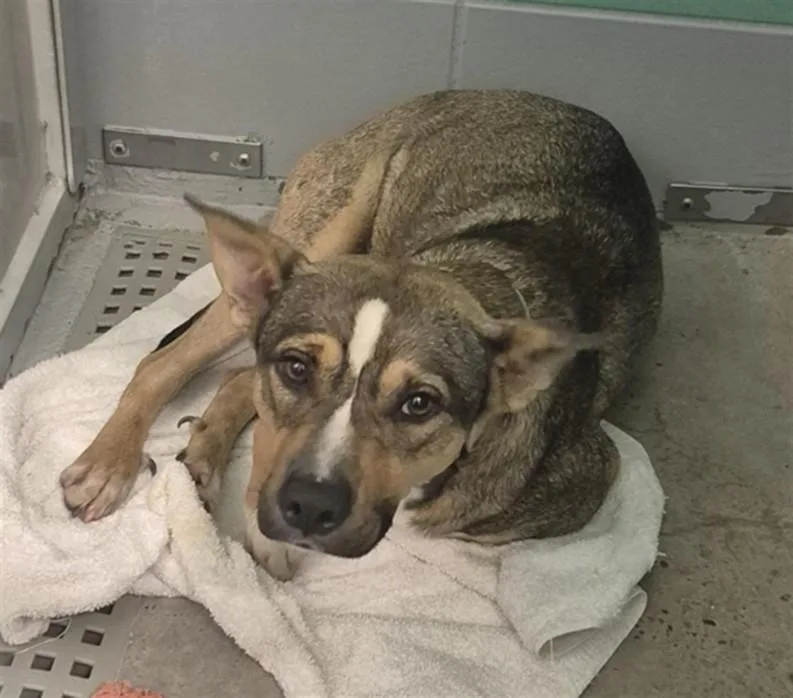 A young small-sized male German Shepherd Dog dog named Germany for adoption in Houston, TX