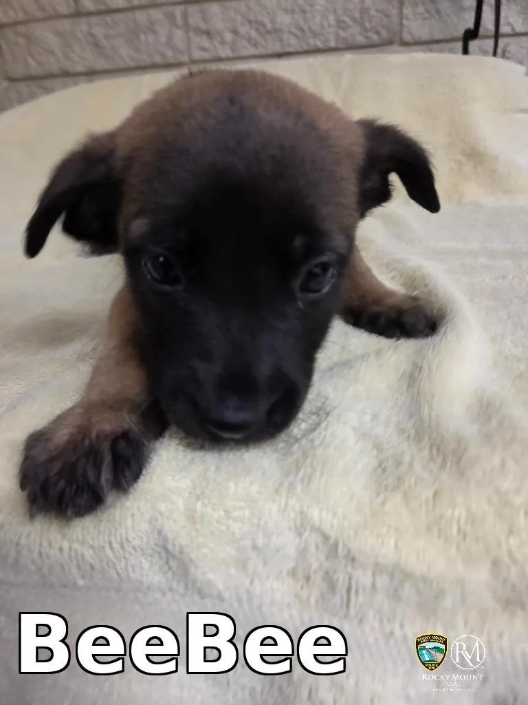 A baby medium-sized female Shepherd dog named BeeBee for adoption in Rocky Mount, NC